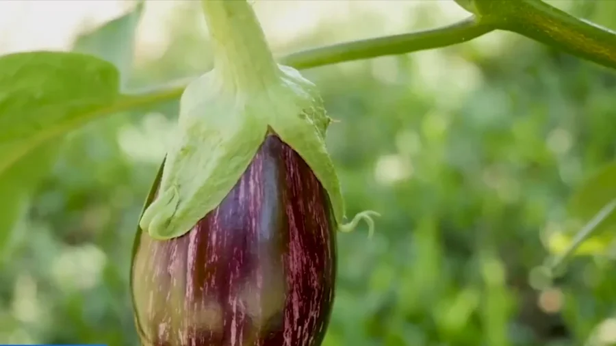 Philadelphia's Community Gardens: Urban Oases Fostering Community and Growth