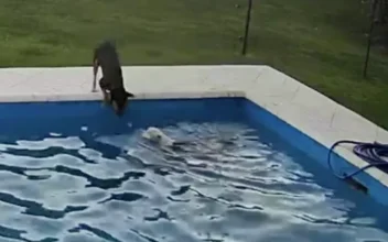 Blind Dog Falls in Pool