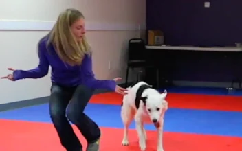 Dog Does Routine With Girl