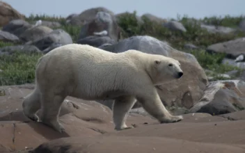 Polar Bear in Canadian Zoo Drowned After Rough Play With Fellow Bear, Necropsy Finds