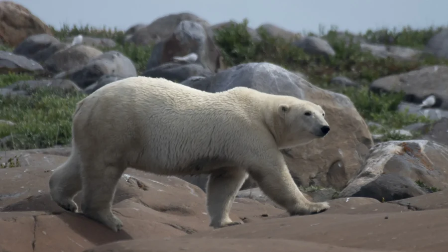 Polar Bear in Canadian Zoo Drowned After Rough Play With Fellow Bear, Necropsy Finds