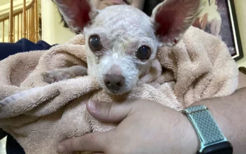 Gizmo the Dog Went Missing in Las Vegas in 2015; He’s Been Found Alive After 9 Years