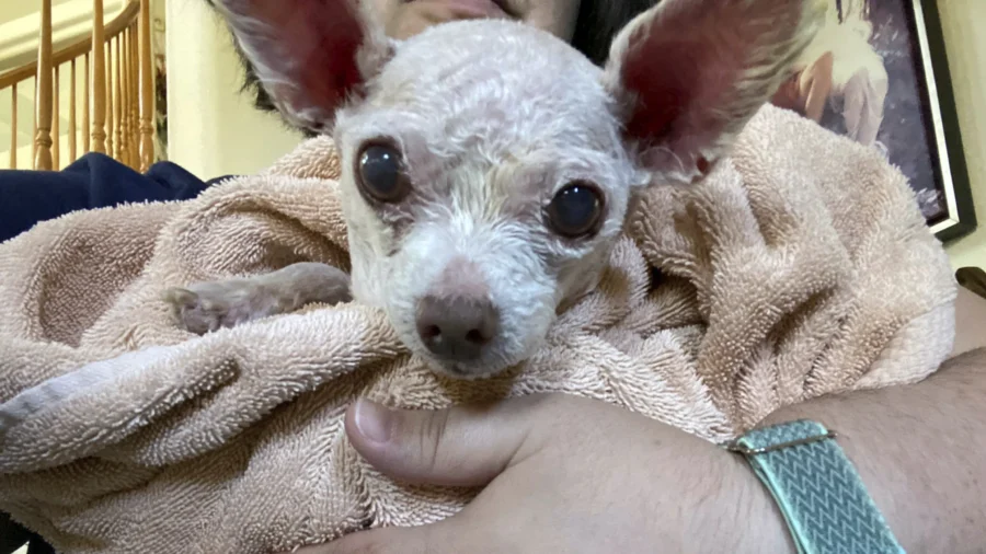 Gizmo the Dog Went Missing in Las Vegas in 2015; He’s Been Found Alive After 9 Years