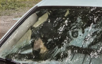 Black Bear and Cub Destroy Car in Connecticut After Getting Trapped Inside