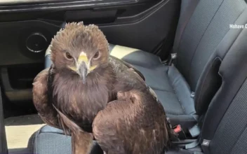 Eagle Seeks Help, Lands Under Arizona Police Car in Scorching Heat