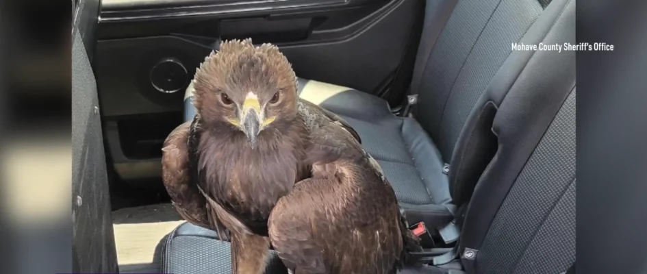 Eagle Seeks Help, Lands Under Arizona Police Car in Scorching Heat