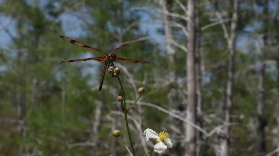 Swarm of Dragonflies Startles Beachgoers in Rhode Island