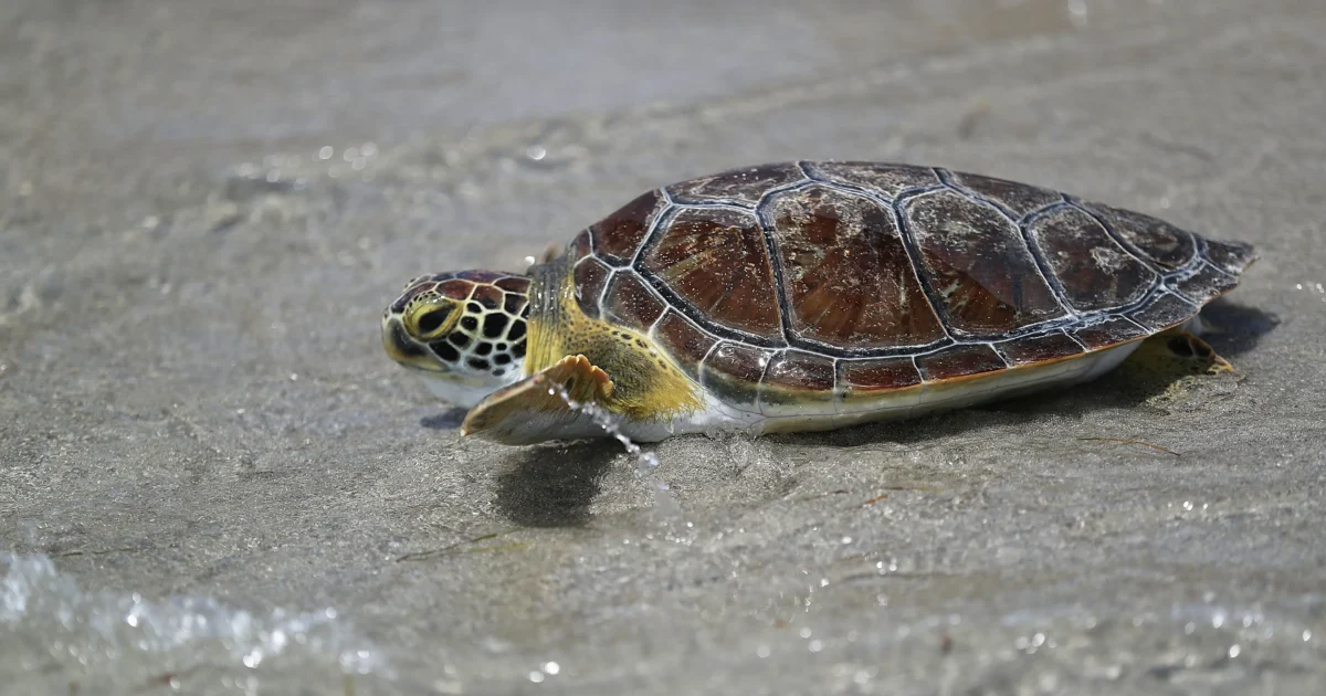 Researchers Prepare for Hurricane Season Effects on Endangered Sea ...