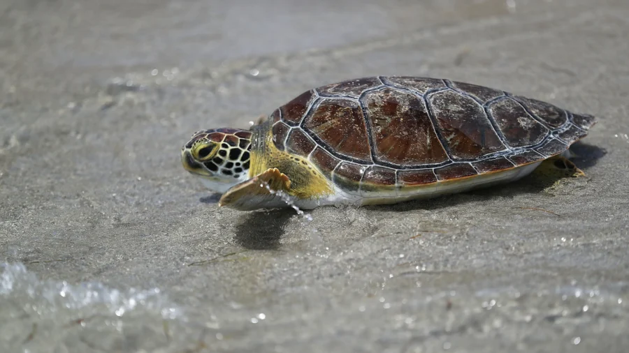Researchers Prepare for Hurricane Season Effects on Endangered Sea Turtles
