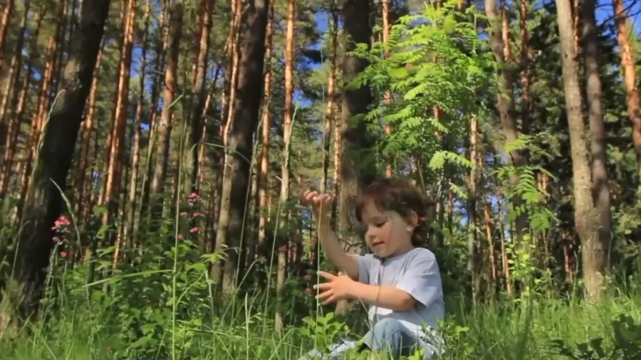 Forest Bathing: Nature's Healing Power