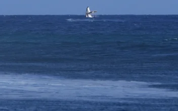 Whale Breach Seen During Paris Olympics Surfing Semifinal Competition in Tahiti