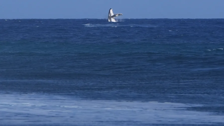 Whale Breach Seen During Paris Olympics Surfing Semifinal Competition in Tahiti