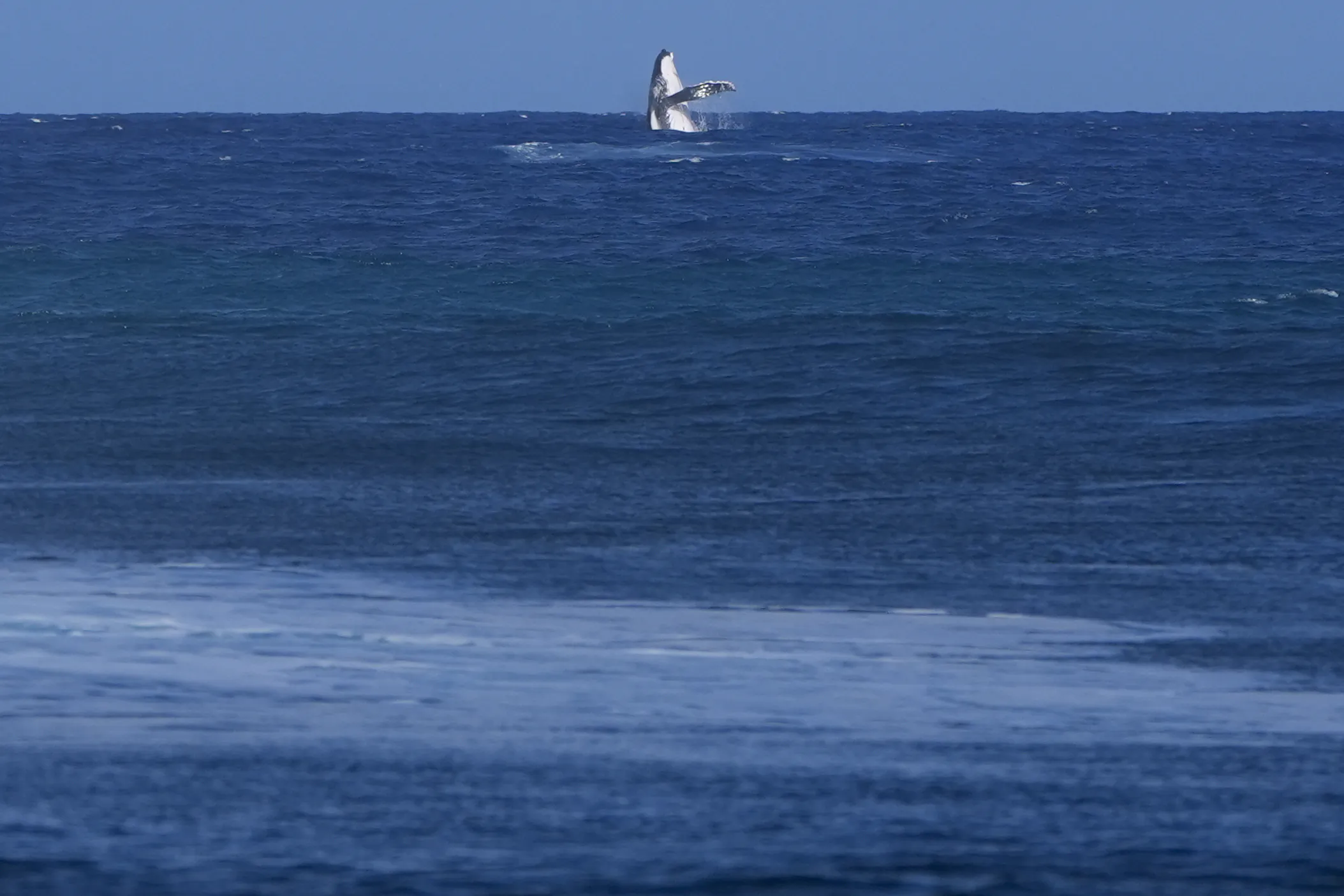 Whale Breach Seen During Paris Olympics Surfing Semifinal Competition in Tahiti