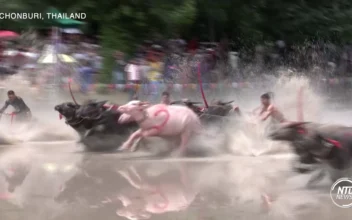 Annual Water Buffalo Race Kick-Starts Rice Cultivation Season in Thailand