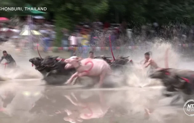 Annual Water Buffalo Race Kick-Starts Rice Cultivation Season in Thailand