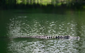 Sighting of Alligator Swimming Off Shore of Lake Erie Prompts Pennsylvania Search