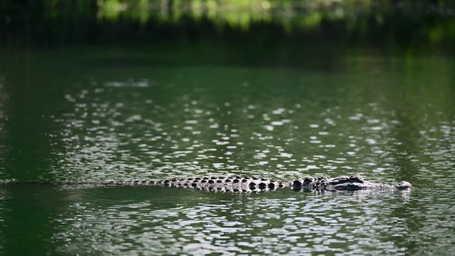 Sighting of Alligator Swimming Off Shore of Lake Erie Prompts Pennsylvania Search