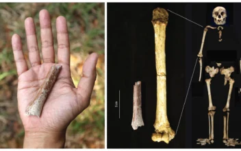 Fossils Suggest Even Smaller ‘Hobbits’ Roamed Indonesian Island 700,000 Years Ago