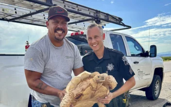 Large Desert Tortoise Rescued From Arizona Highway After Escaping From Ostrich Ranch 3 Miles Away