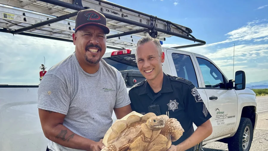 Large Desert Tortoise Rescued From Arizona Highway After Escaping From Ostrich Ranch 3 Miles Away