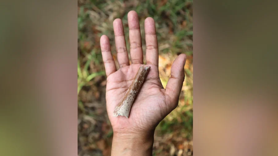 Fossils Suggest Even Smaller ‘Hobbits’ Roamed Indonesian Island 700,000 Years Ago