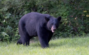 12-Year-Old Boy Fatally Shoots Black Bear Mauling His Father During Hunt in Western Wisconsin