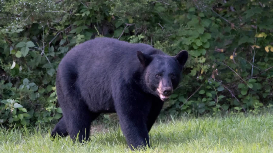 12-Year-Old Boy Fatally Shoots Black Bear Mauling His Father During Hunt in Western Wisconsin