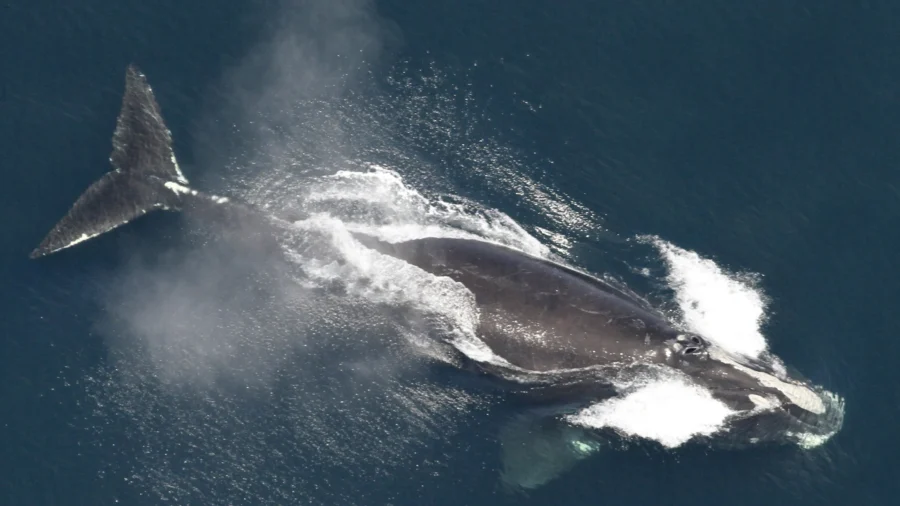 Feds Announce Funding Push for Ropeless Fishing Gear That Spares Rare Whales