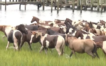 Wild Ponies Raise Funds for Local Fire Department in Chincoteague, Virginia