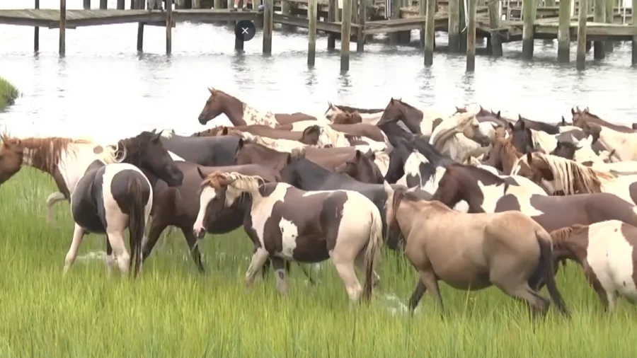 Wild Ponies Raise Funds for Local Fire Department in Chincoteague, Virginia