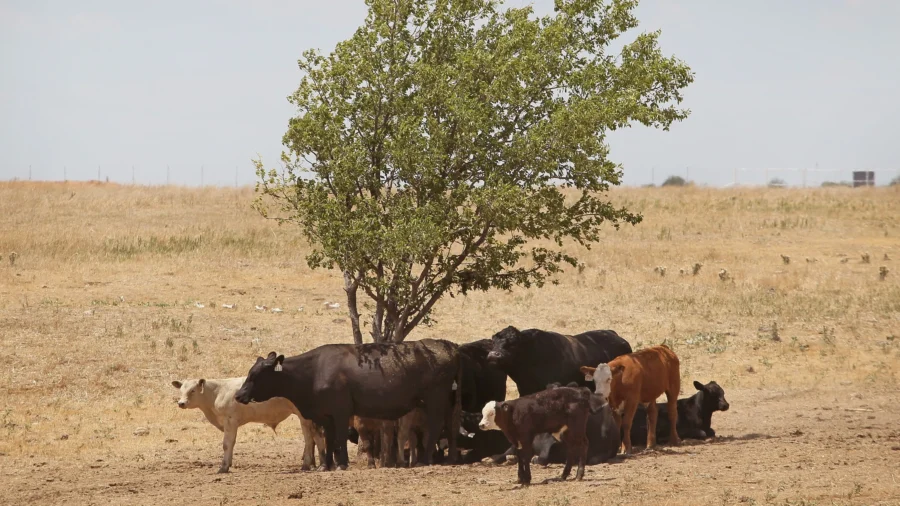 Cattle Shortages Follow Diminishing Profits for Ranchers Amid Concerns Trend Will Continue