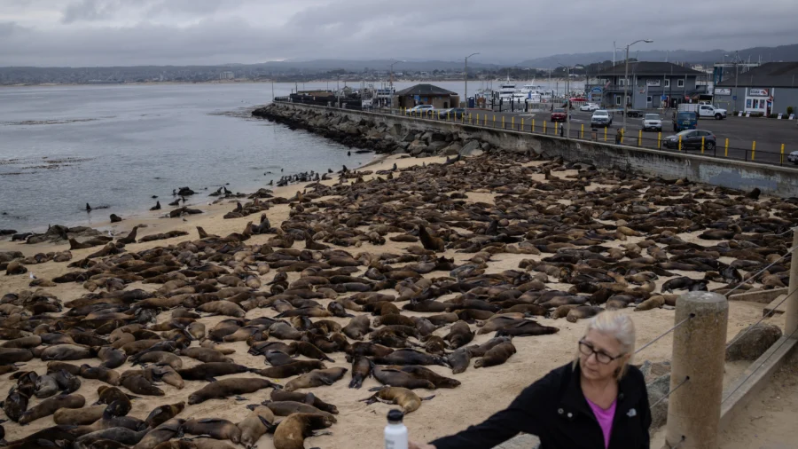 Sea Lions Take Over California Beach