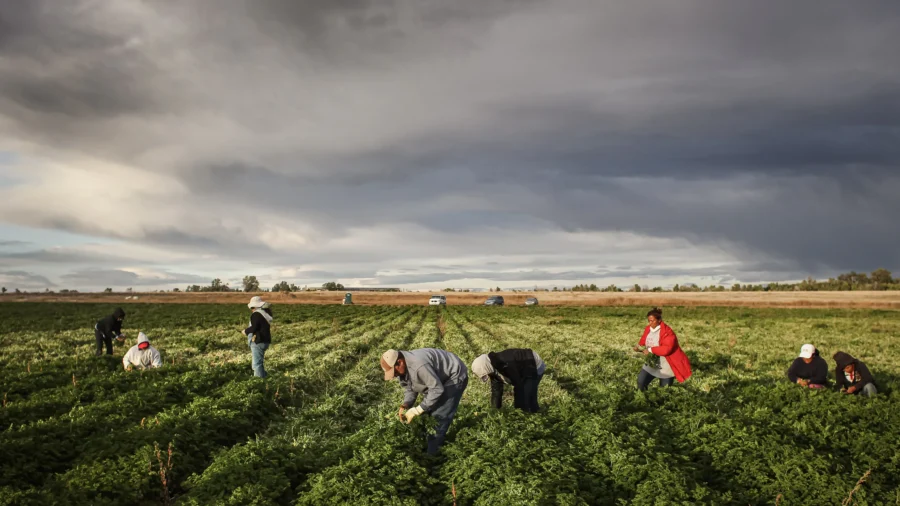 Federal Judge Blocks New Labor Rule for Migrant Farmworkers in 17 States