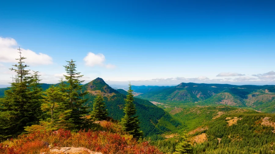 Human Remains Found in National Forest in Washington