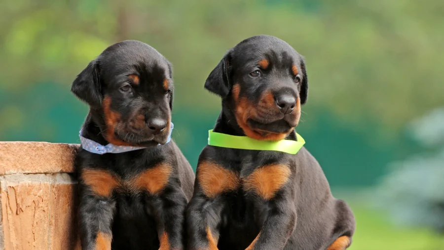 Search Is On for up to 10 Doberman Puppies After Dog Breeder Is Killed