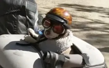 Is This the World’s Coolest Chihuahua?