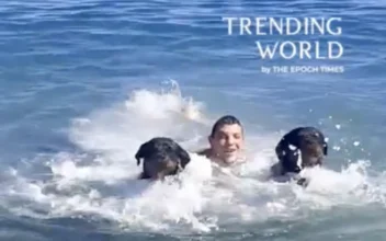 Loyal Rottweilers Rescue Owner Who Pretends to Drown in Sicily