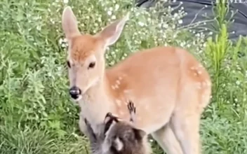 Rescued Fawn and Raccoon Hopping Around