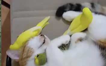 Cat Cuddles a Bunch of Birds