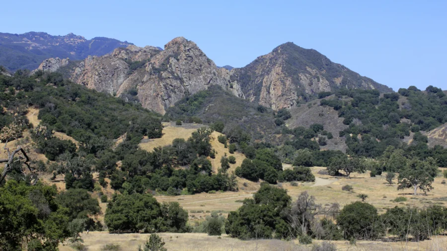 Mountain Lion Attacks 5-Year-Old at Southern California Park and Is Euthanized