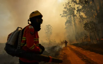 Wildfire Destroys 20 Percent of Brasilia Forest, Arson Suspected