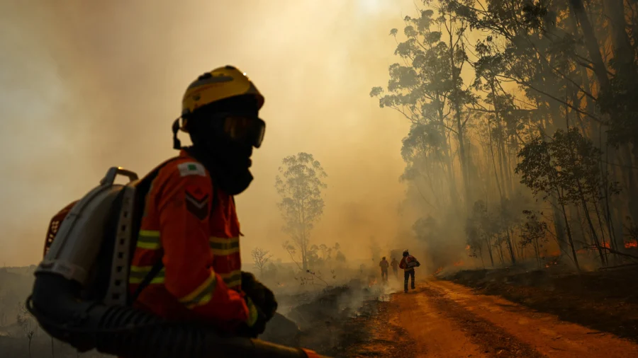 Wildfire Destroys 20 Percent of Brasilia Forest, Arson Suspected