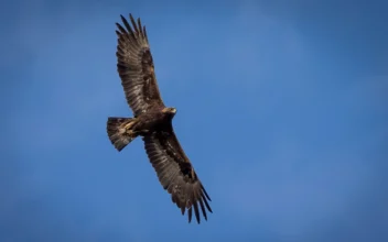 Man Who Killed Eagles and Trafficked Their Parts Faces Sentencing Thursday