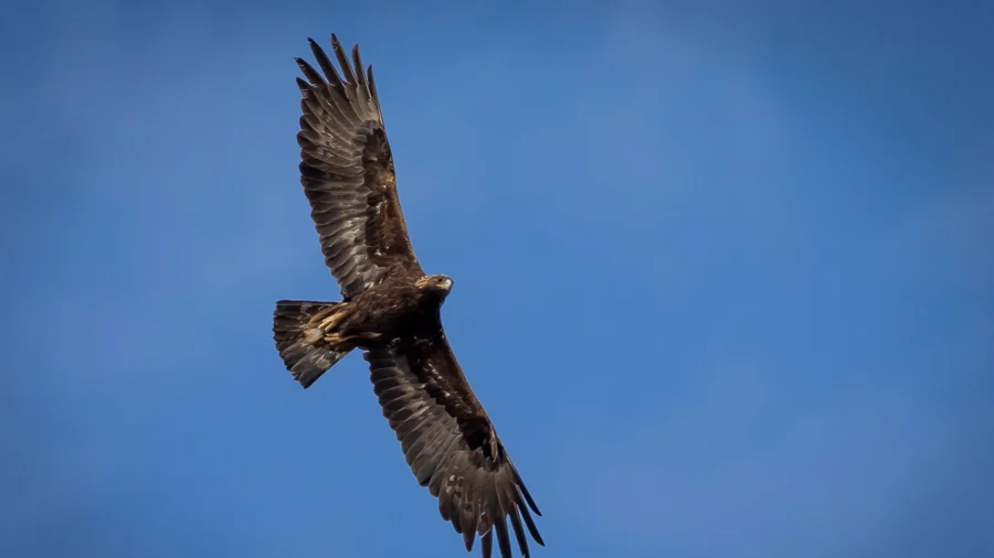 Wildlife Trafficking Ring Killed at Least 118 Eagles, Prosecutors Say