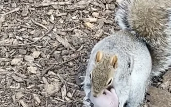 Mother Squirrel Retrieves Her Baby