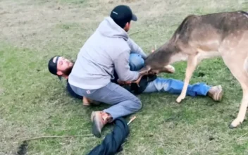 Deer Freed From Tangled Mess