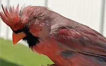 Chicago Man Forms Amazing Bond With Beautiful Wild Cardinal Bird