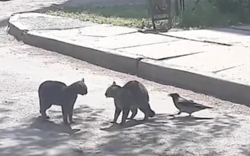 Courageous Crow Tries to Stop Feud Between Two Cats