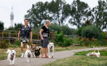 Turkey’s Stray Dogs Find Homes Abroad After New Law to Clear Them Off Streets