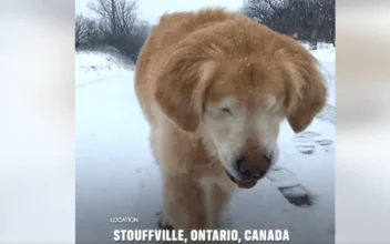 Blind Dog Follows Owner’s Voice Through Snow